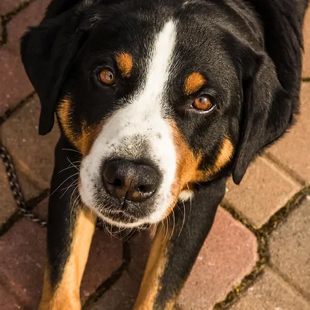 לינה וארוחת בוקר Magic